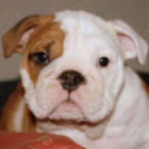 Meet your Posher, Emery